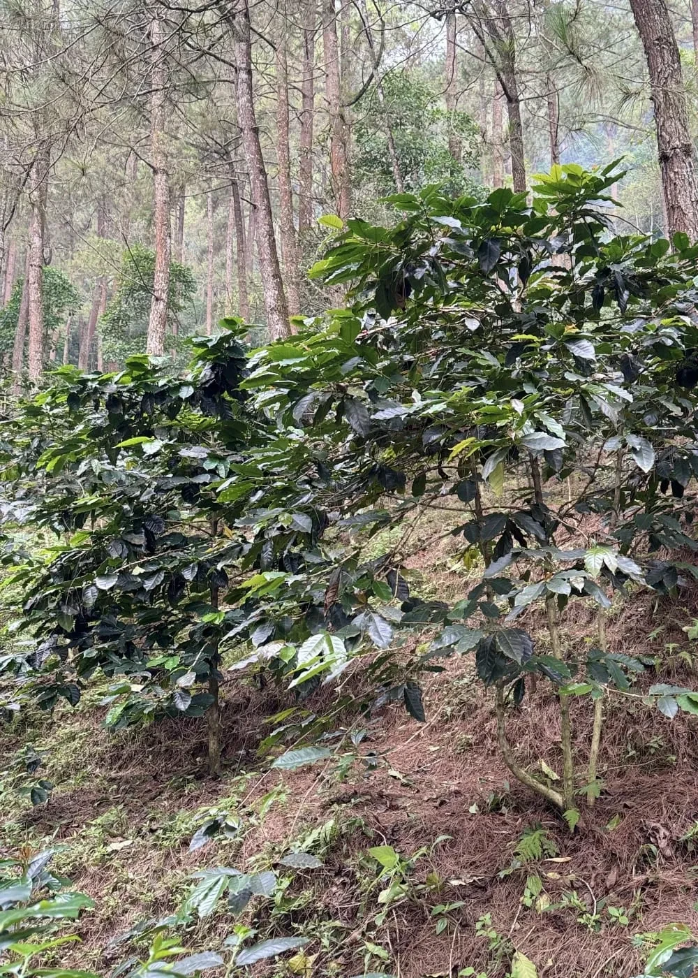 Warisan Rasa dan Sejarah Kopi di Sekipan, Desa Kalisoro, Lereng Gunung Lawu