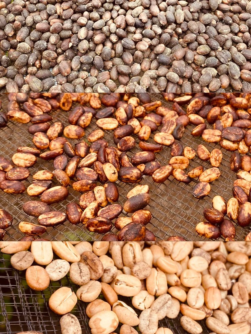 Proses Pengolahan Pasca Panen Kopi: Menentukan Rasa dari Biji hingga Cangkir