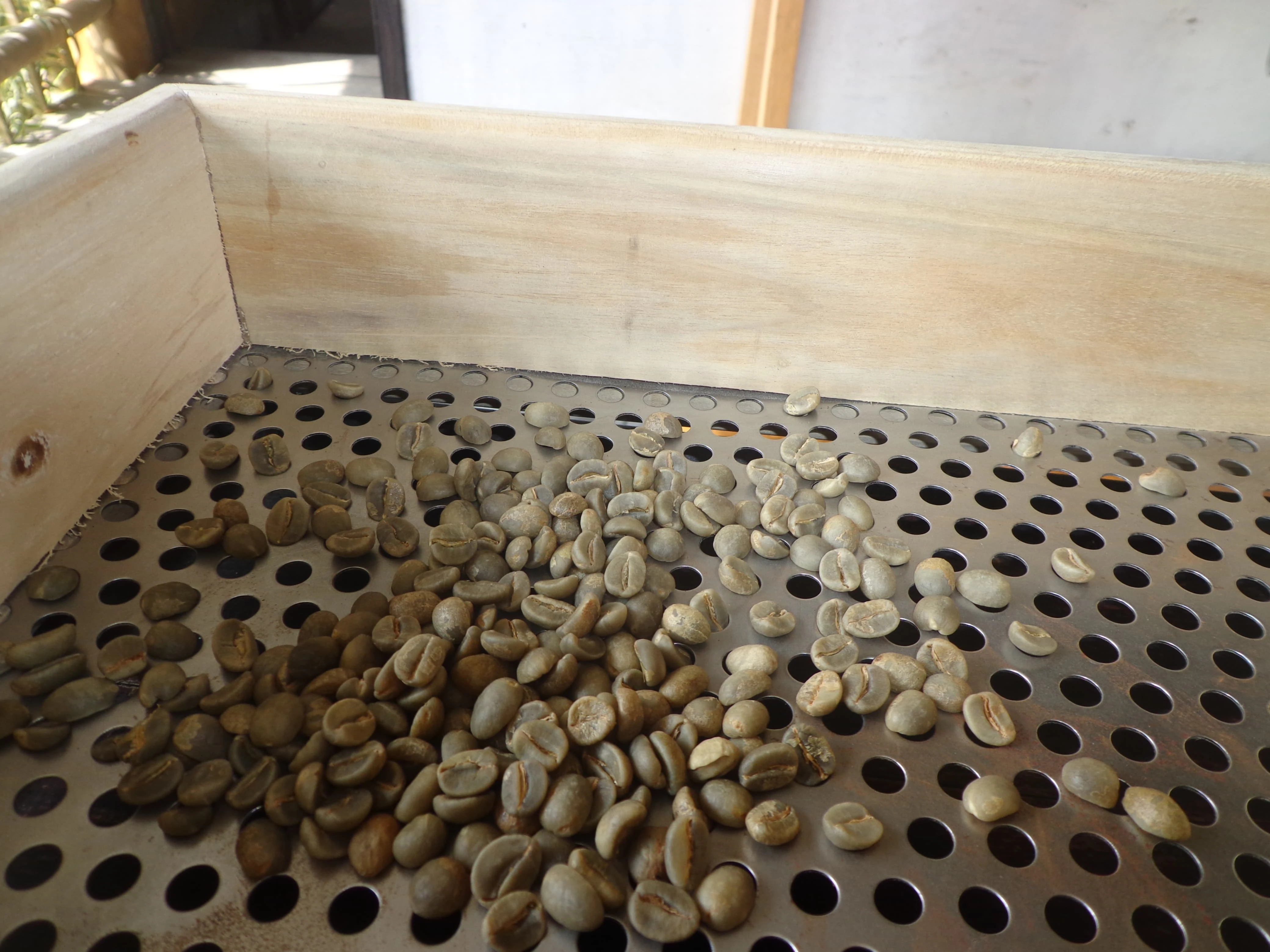 Menakar Kualitas Kopi dari Awal: Pemilihan Green Bean Sebelum Proses Roasting